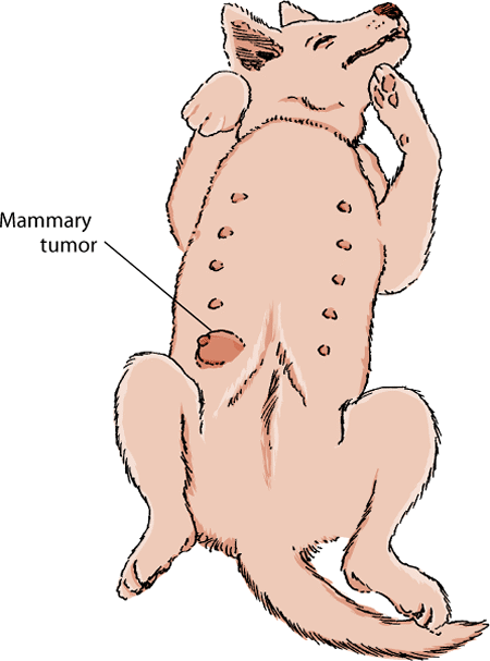 There are 10 mammary glands in dogs, any of which may be the site of a tumor. Most tumors occur in the 2 sets of glands closest to the hind legs.