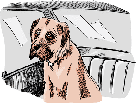 Motion sickness can be minimized with conditioning or medication in many dogs.