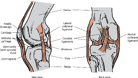 Components of the musculoskeletal system are shown for the knee of a dog.