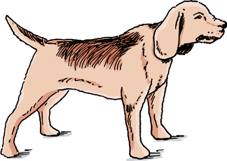 Dogs with tetanus may stand with stiff legs.