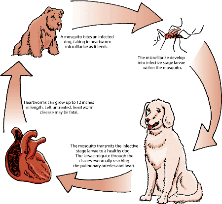 Life cycle of a heartworm