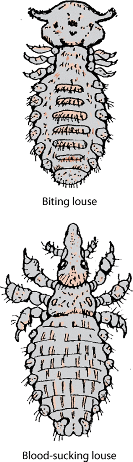 Biting or chewing louse (order Mallophaga) and blood-sucking louse (order Anoplura).