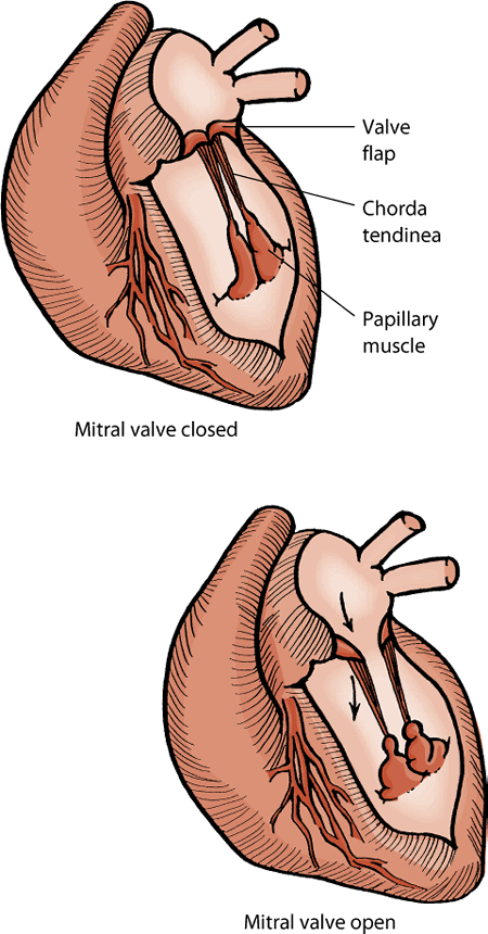 The mitral valve has flaps that open and close like swinging doors. Tethers prevent the valves from swinging backward and leaking.