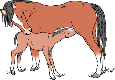 Newborn foals receive antibodies from their dams within the first few hours after birth.