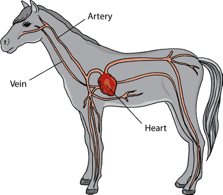 Cardiovascular system of a horse