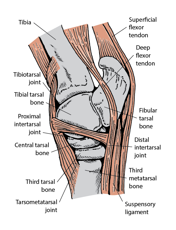 Lateral view of hock joint
