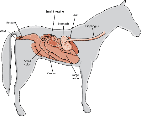 Major digestive organs of the horse