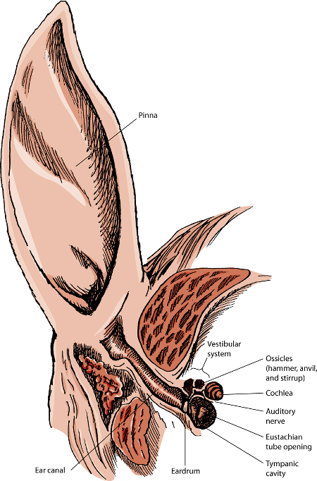 Inside a horse's ear