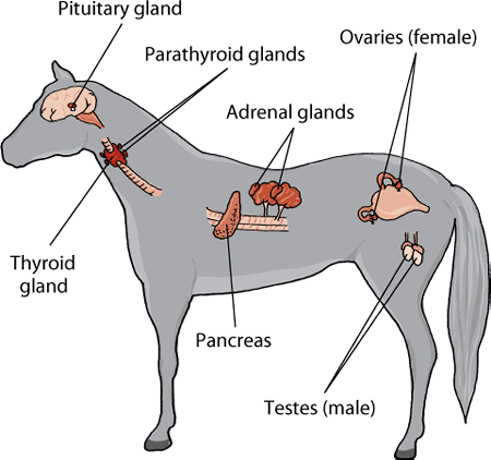 The major endocrine glands in the horse