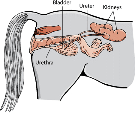 The urinary system in female horses