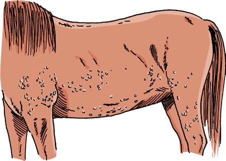 Common causes of hives in horses are insect bites or stings, medications, and exposure to allergens.