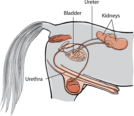 The urinary system in male horses