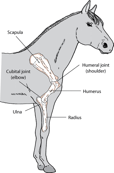 Anatomy of the horse’s shoulder and elbow