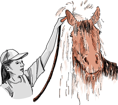 Washing the horse repeatedly with water that is very cold (near ice temperature) is the most effective way of cooling a horse.