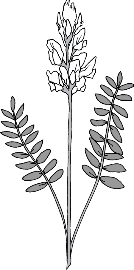 Longterm ingestion of locoweed plants (Astragalus or Oxytropis species) causes a metabolic storage disease that affects the central nervous system of horses.