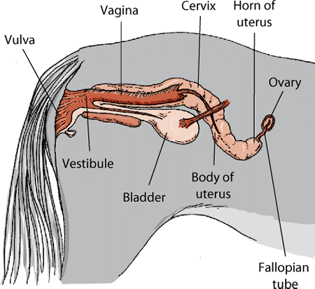 Reproductive system of a mare