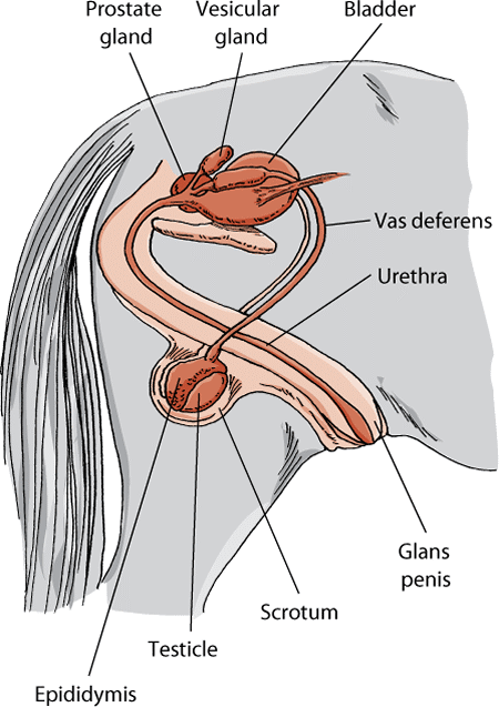 The reproductive system of the stallion