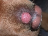 Dermatophytosis in Dogs and Cats