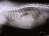 Diaphragmatic Hernia in Animals