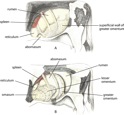 Normal topography of left abdominal viscera, cow, and left displacement of abomasum