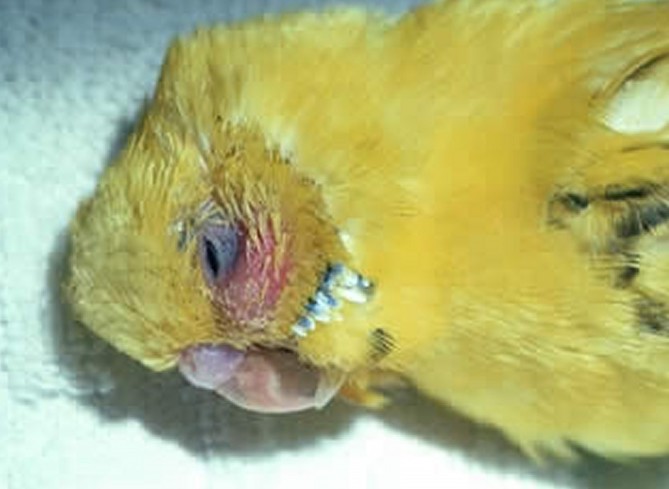 How to Treat Bird Respiratory Infection 