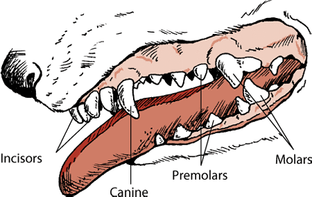 Adult dogs have incisors, canines, premolars, and molars.