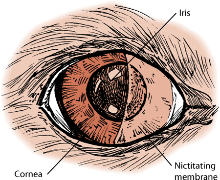 Dogs have a third eyelid, called the nictitating membrane.