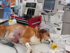 Emergency Medicine in Animals