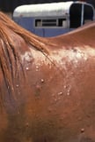 Eosinophilic Lesions in Horses