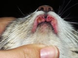 Eosinophilic Skin Diseases in Cats