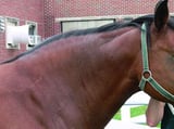 Overview of Equine Metabolic Syndrome