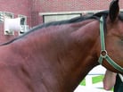 Overview of Equine Metabolic Syndrome