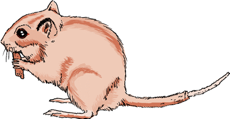 Injury to a gerbil’s tail can result in fur or skin loss called tail slip.