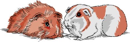 There are 13 recognized breeds of guinea pigs.