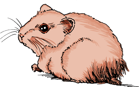 A hamster with diarrhea will often have a wet tail. Diarrhea can be rapidly fatal and requires prompt veterinary care.