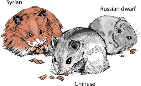 Different types of hamsters include the Syrian (golden), Chinese, and Russian dwarf.