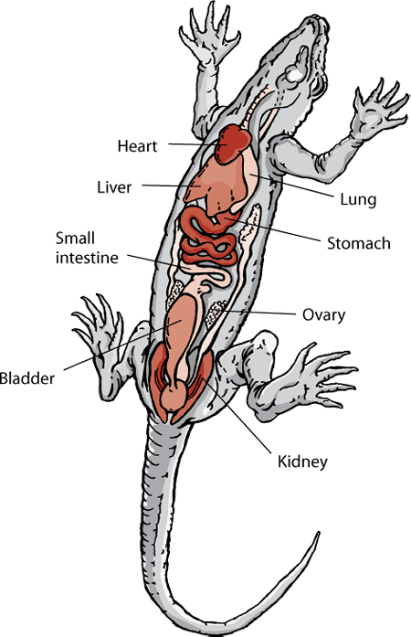 Anatomy of a lizard