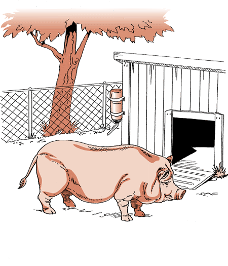 If kept outside, potbellied pigs need suitable shelter.