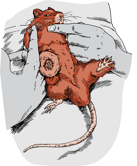 Mammary tumor, rat