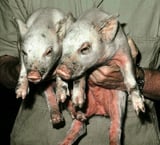 Exudative Epidermitis in Pigs