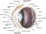Eye Structure and Function in Dogs - Dog Owners - Merck Veterinary Manual