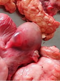 Cystic Ovary Disease and Cystic Corpus Luteum in Cows