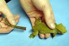 Clinical Procedures for Reptiles