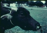 Hemorrhagic Septicemia in Water Buffalo and Cattle