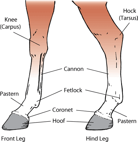 Horses’ legs are complex and easily injured.