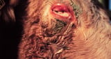Viral Infections Associated with Bovine Respiratory Disease Complex in Cattle