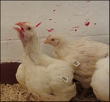 Infectious Laryngotracheitis in Poultry