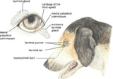 Nasolacrimal and Lacrimal Apparatus in Animals