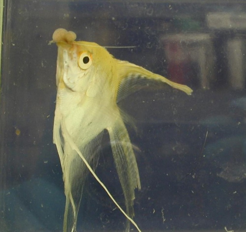 Neoplasia of Fish - Exotic and Laboratory Animals - Merck