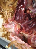 Listeriosis in Poultry